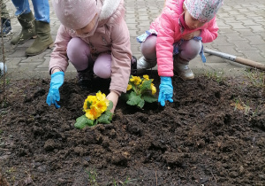 Dziewczynki sadzą kwiaty.