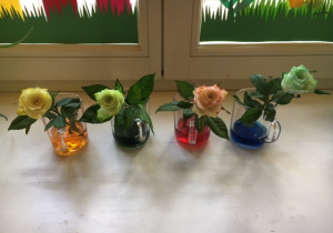 Zabarwione róże stoją na parapecie w sali.