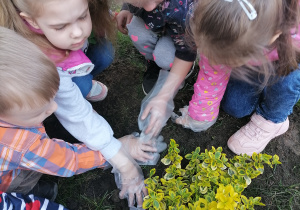 Dzieci ugniatają ziemię wokół rośliny.