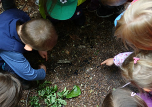 Zdjęcie dzieci obserwujących owady z bliska.