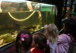 Dzieci stoją i oglądają akwarium z rybami.